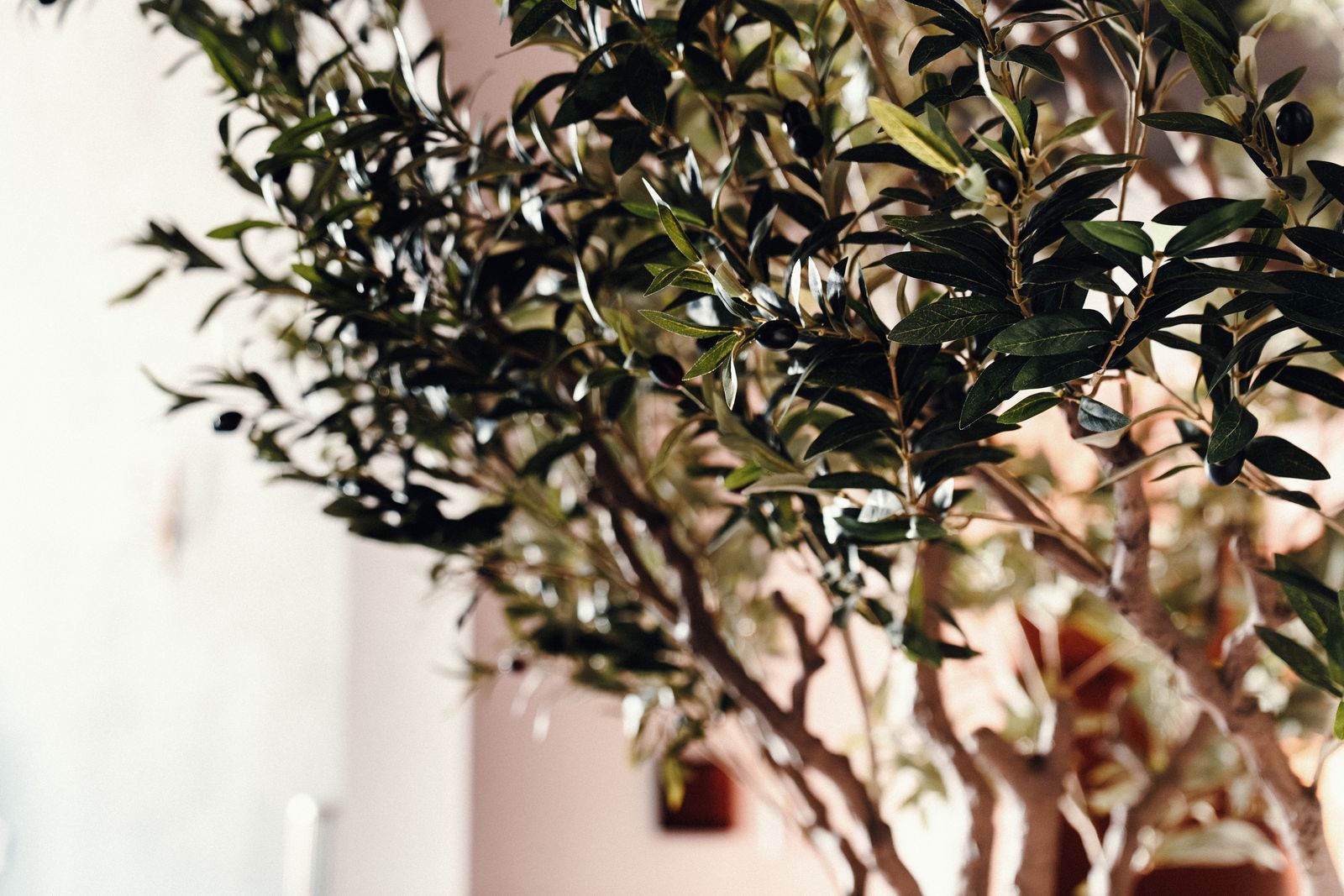 A close view of olive branches inside the palazzo.